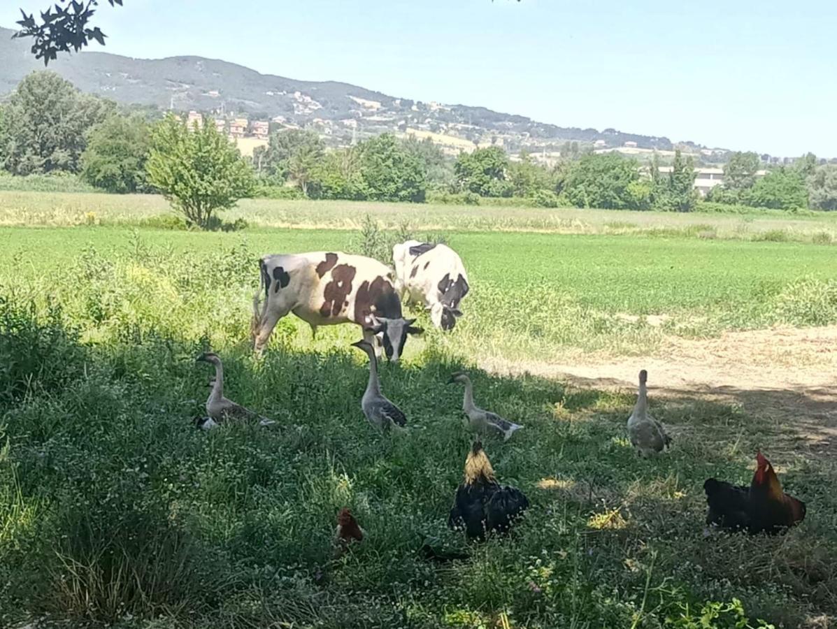 Agriturismo Tenuta Filippi Narni Exteriér fotografie